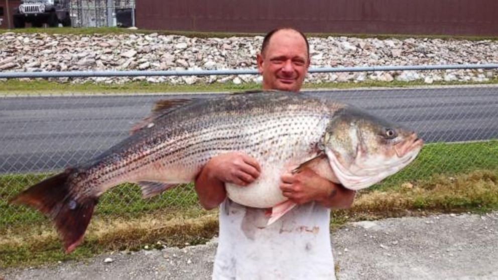 Lawrence Dillman caught a 65-pound, 2-ounce striped bass at Bull Shoals Lake in Missouri on May 21, 2015.