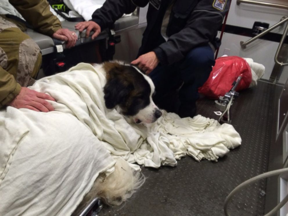 PHOTO: This photo from Fairfax County Fire and Rescue Department shows a Saint Bernard who was rescued after falling into ice in Woodglen Lake in Virginia on Friday January 22, 2016. 