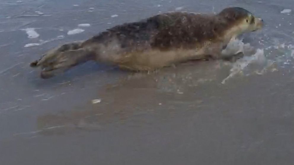 PHOTO: A seal, likely from the New England area, was spotted on Lea Island in Hempstead, North Carolina, Feb. 17, 2016. 