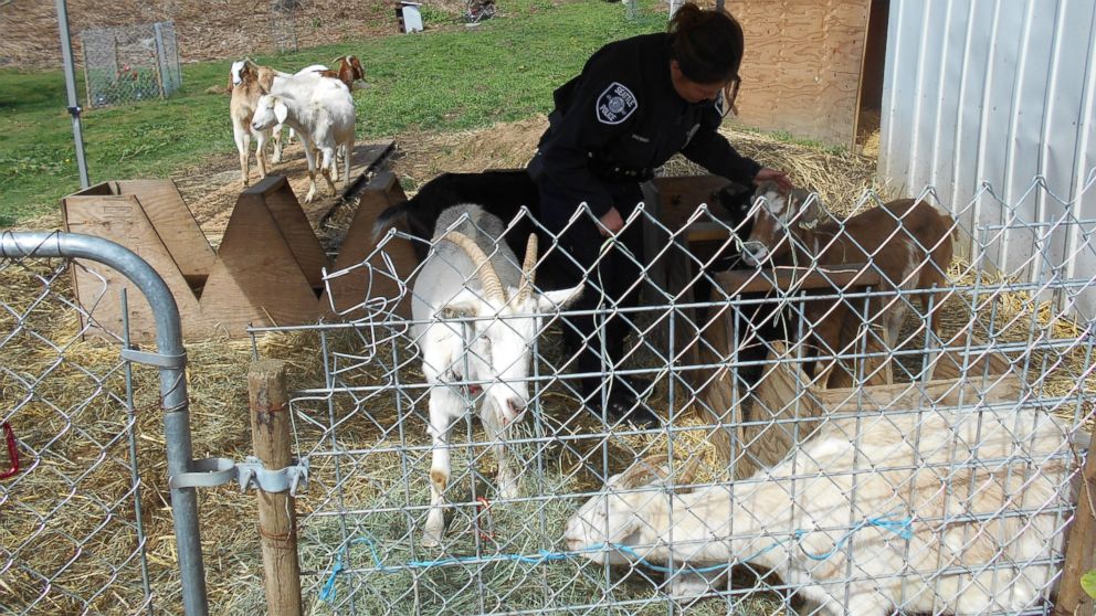Ten goats escaped their pen before they were corralled by police in Seattle on March 26, 2015.
