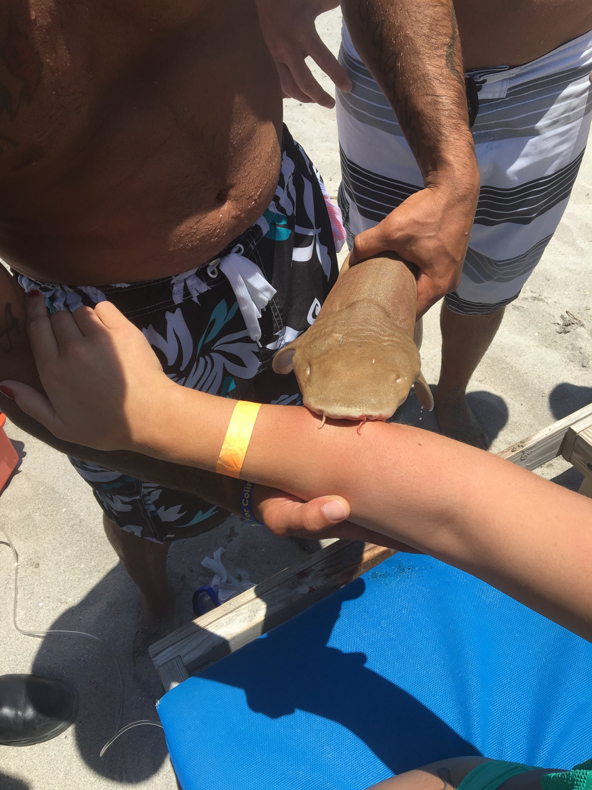 PHOTO: A 23-year-old woman was taken to the hospital with the nurse shark still attached to her forearm in Boca Raton, Florida, May 15, 2016.