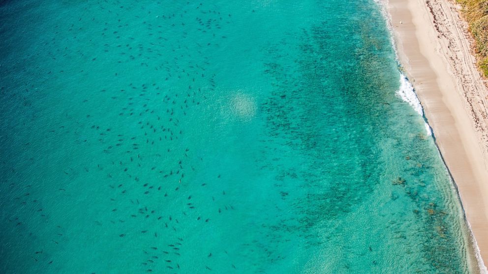 Over 10,000 sharks have migrated down to the Palm Beach County coastline of Fla. for the winter. Dr. Stephen Kajiura, professor at Florida Atlantic University, said it is not unusual for so many sharks to be down in Florida during this time of the year.