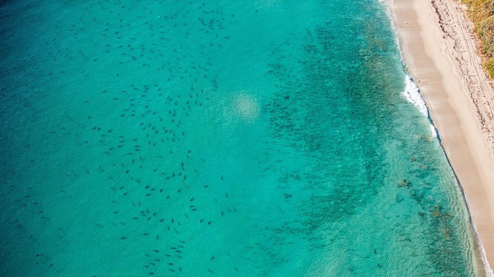 Thousands Of Blacktip Sharks Clog The Coastline Of Florida In Palm Beach County Abc News