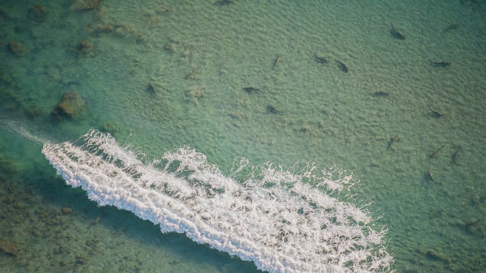 Thousands of Blacktip Sharks Clog the Coastline of Florida in Palm