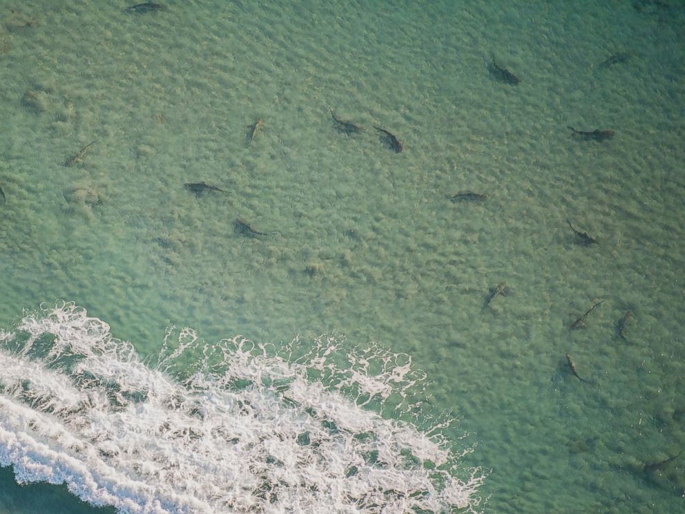 Thousands Of Blacktip Sharks Clog The Coastline Of Florida In Palm Beach County Abc News