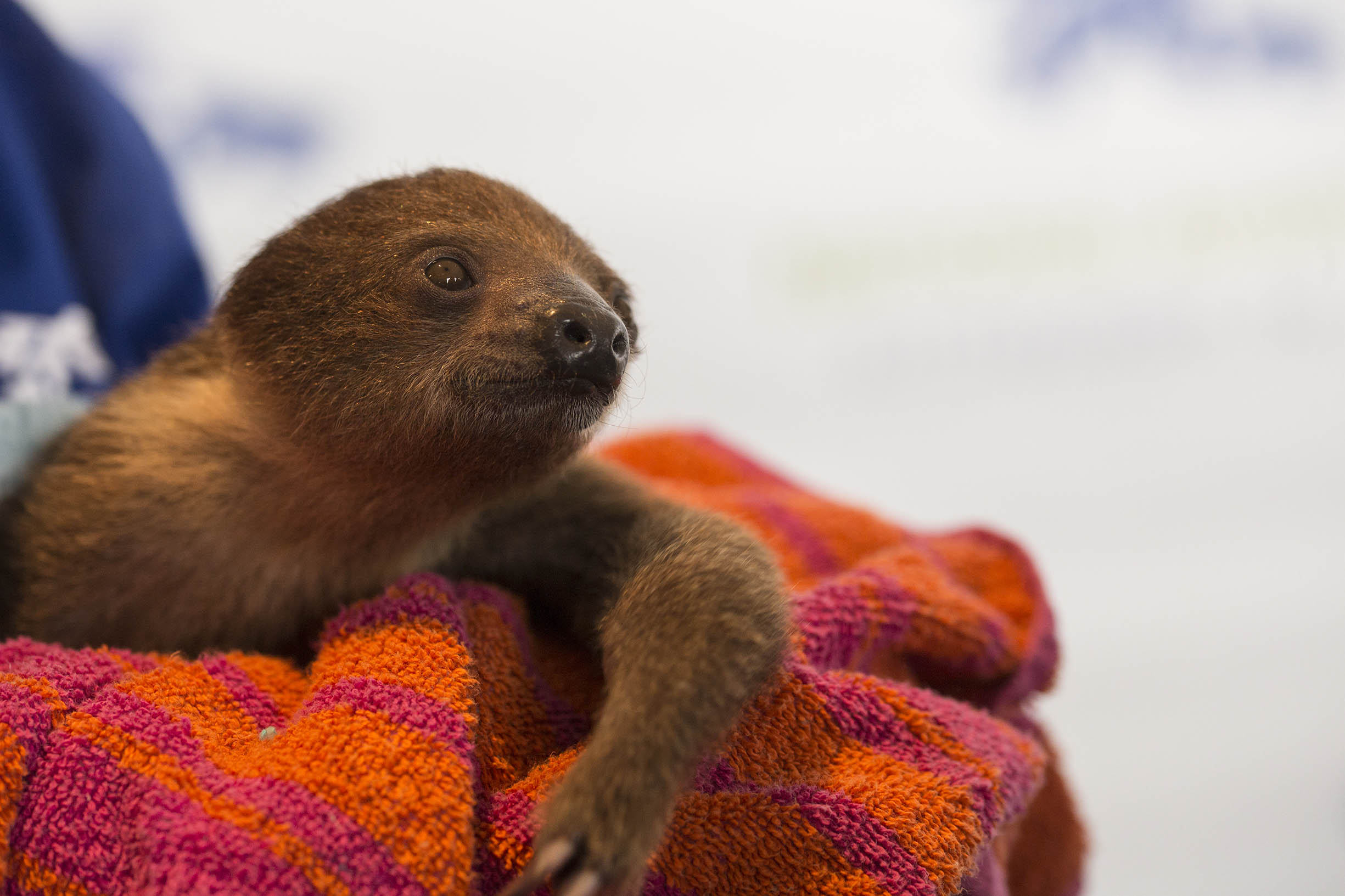 PHOTO:A baby sloth was flown on a private jet from Florida on Feb. 8, 2016 to his new home at the National Aviary in Pittsburgh. 