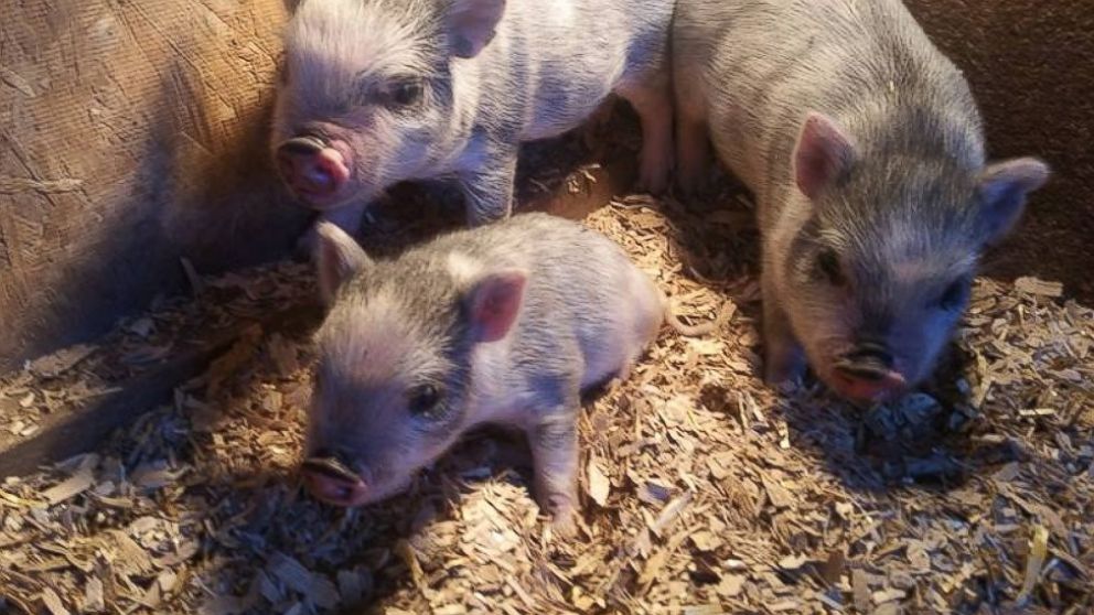 PHOTO: Miracle was one of six mini pigs in his litter and the only one born with a disability.