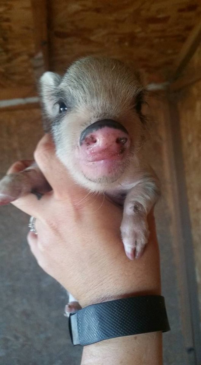 PHOTO: Ari Smith holds Miracle the mini pig.