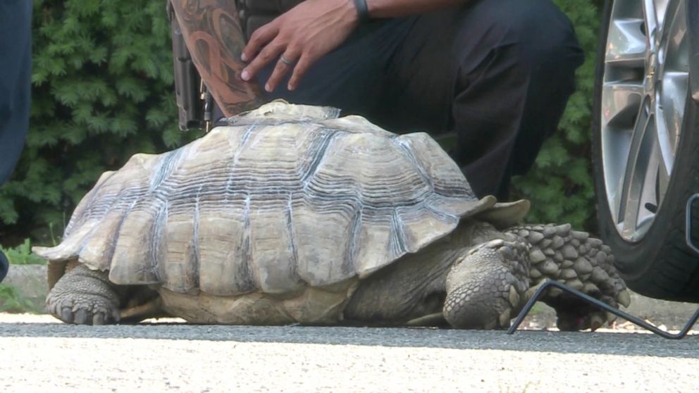 PHOTO: Spike, a beloved 13-year-year-old tortoise in Louisville, Ky., was accidentally hit by a car at Wayside Christian Mission on June 20, 2016. 