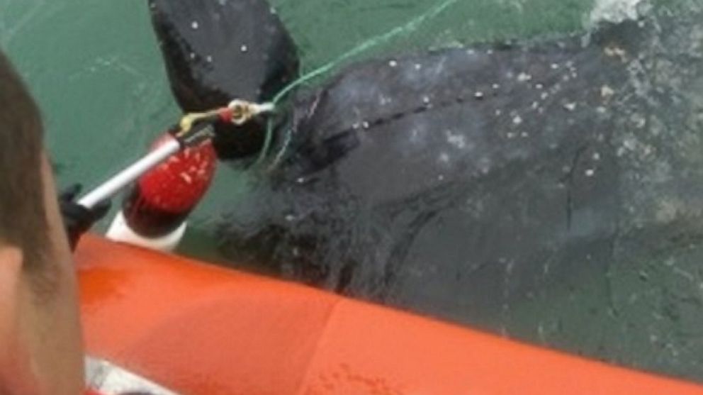 PHOTO: Coast Guard Station Montauk crewmembers assisted in disentangling a leatherback turtle in Montauk, N.Y., June 15, 2015.