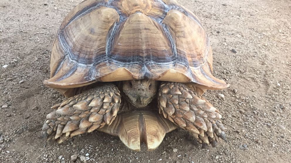 PHOTO: A tortoise fleeing the Sand Fire in California's Santa Clarita area was rescued on July 23, 2016, according to the County of Los Angeles Department of Animal Care and Control.