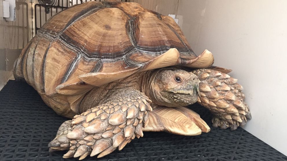Pet Tortoise Reunited With Family After Walking As Quickly As He Could Away From L A Wildfire Abc News,Puto Flan Recipe