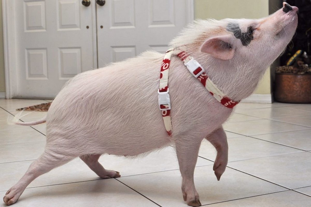 PHOTO: Rori Halpern says Wilbur, a potbellied pig, is ‘a part of the family.’