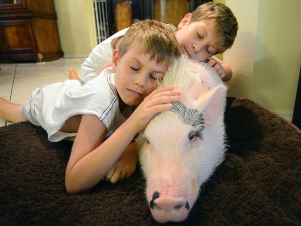 PHOTO: Rori Halpern says Wilbur, a potbellied pig, is ‘a part of the family.’