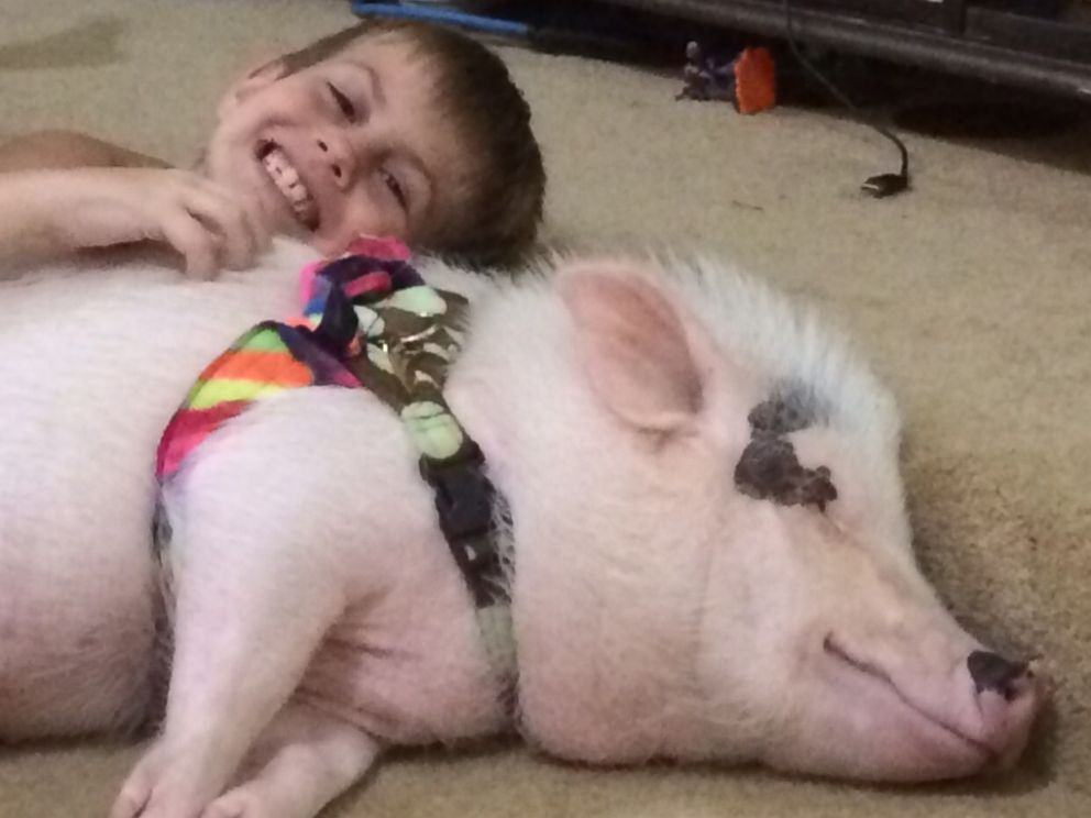 Queens Family Fights City to Keep Pet Pig