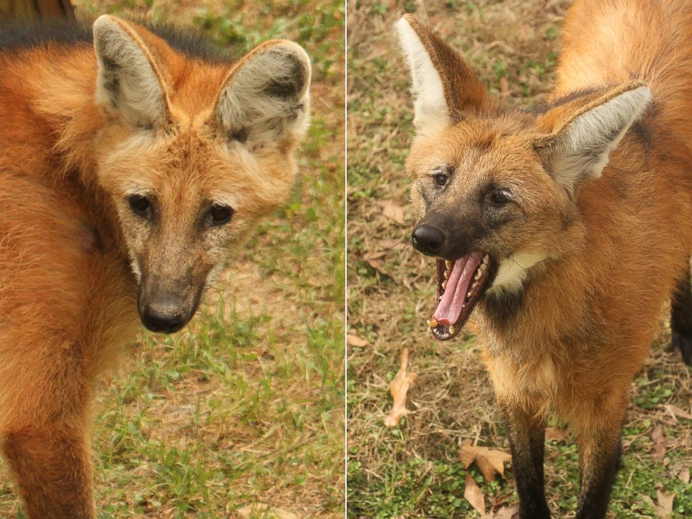 PHOTO: The triplet maned wolf pups, covered in black fur, do not yet resemble their parent, Gabby and Diego.