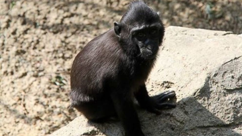 Monkey on the Loose at Memphis Zoo in Tennessee After Escaping From ...