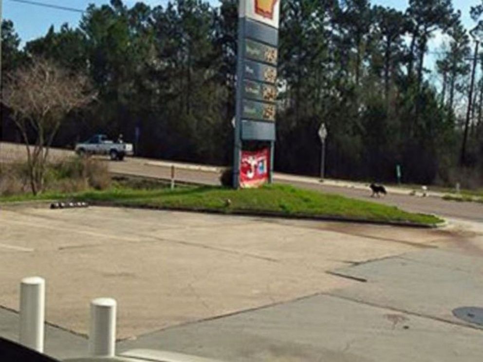 PHOTO: Laurie Hollis captured this photo on her cell phone of Butterbean chasing after a pickup truck near at a Shell gas station in Slide, La. on March 16, 2015.