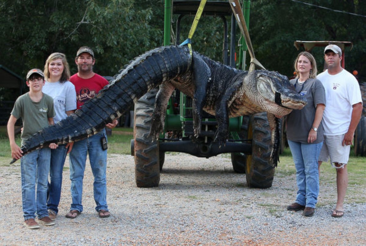 PHOTO: A monster alligator weighing 1011.5 pounds measuring 15 feet long is pictured in Thomaston, Ala. on Aug. 16, 2014.