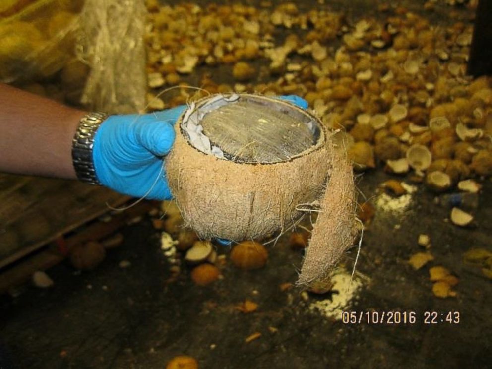PHOTO: U.S. Customs and Border Protection, Office of Field Operations (OFO) at the Pharr International Bridge cargo facility discovered 1,423 pounds of alleged marijuana within a commercial shipment of fresh coconuts.