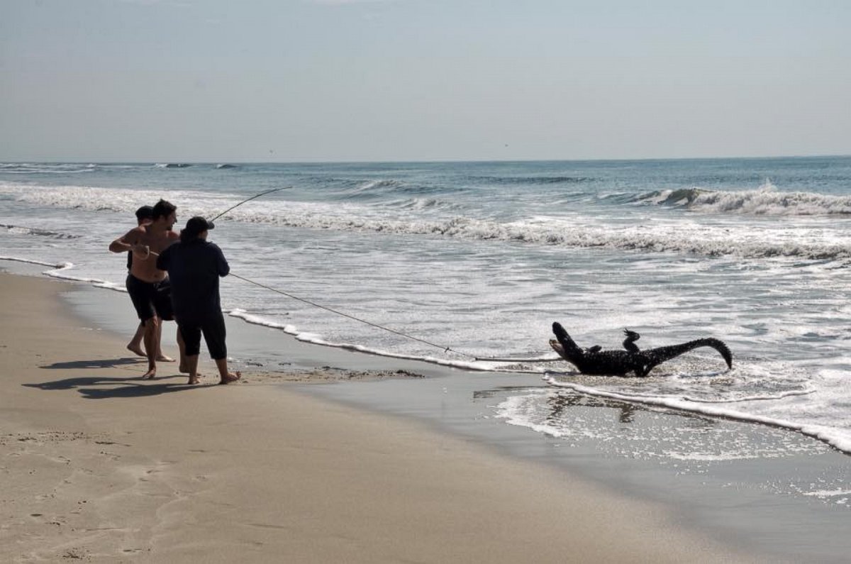 PHOTO: A seven foot alligator was caught on the beach, July 2, 2015, at Pawleys Island, South Carolina.