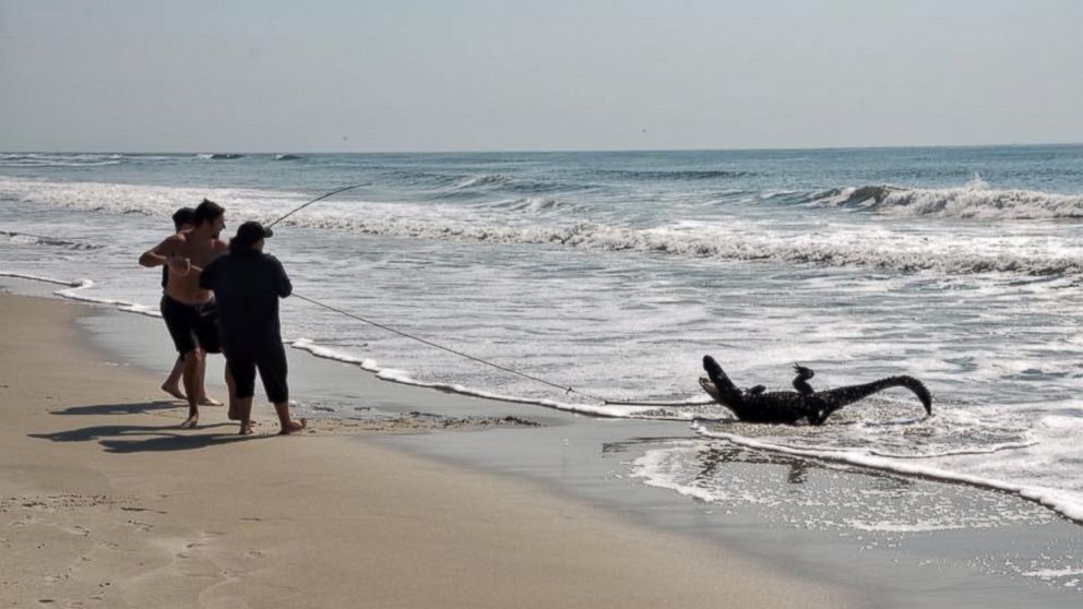 PHOTO: A seven foot alligator was caught on the beach, July 2, 2015, at Pawleys Island, South Carolina.