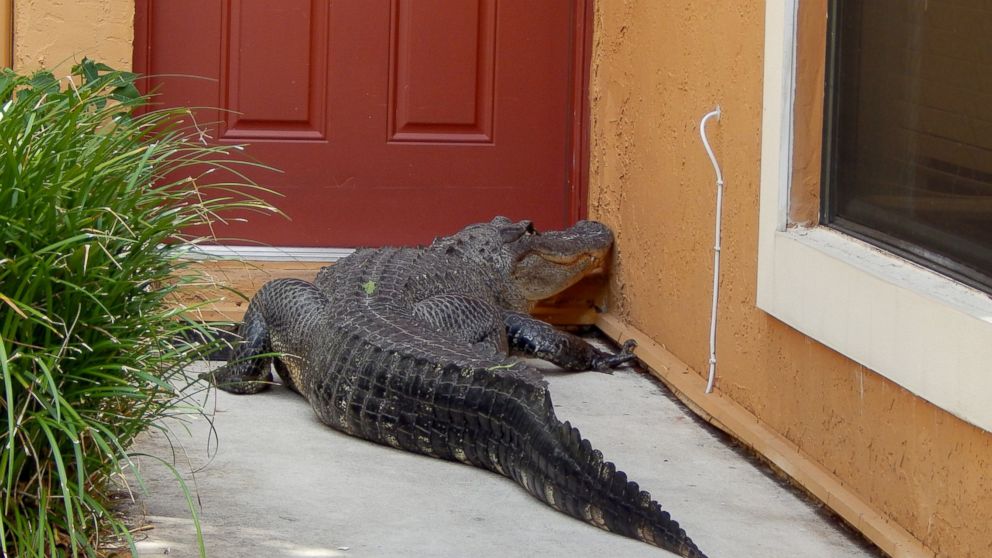 Miami Man and Dog Find Giant Alligator on Front Doorstep - ABC News