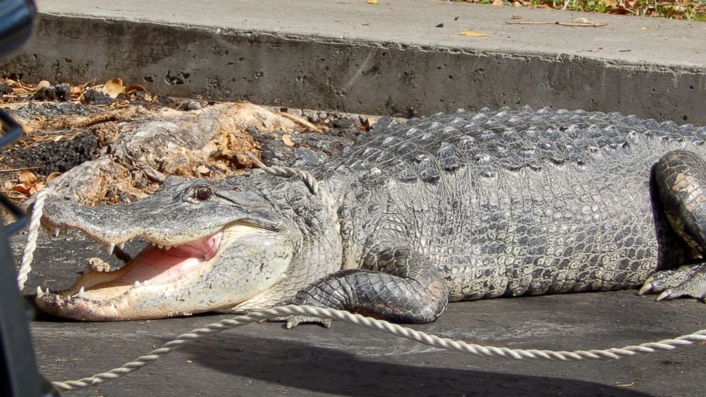 Miami Man and Dog Find Giant Alligator on Front Doorstep - ABC News