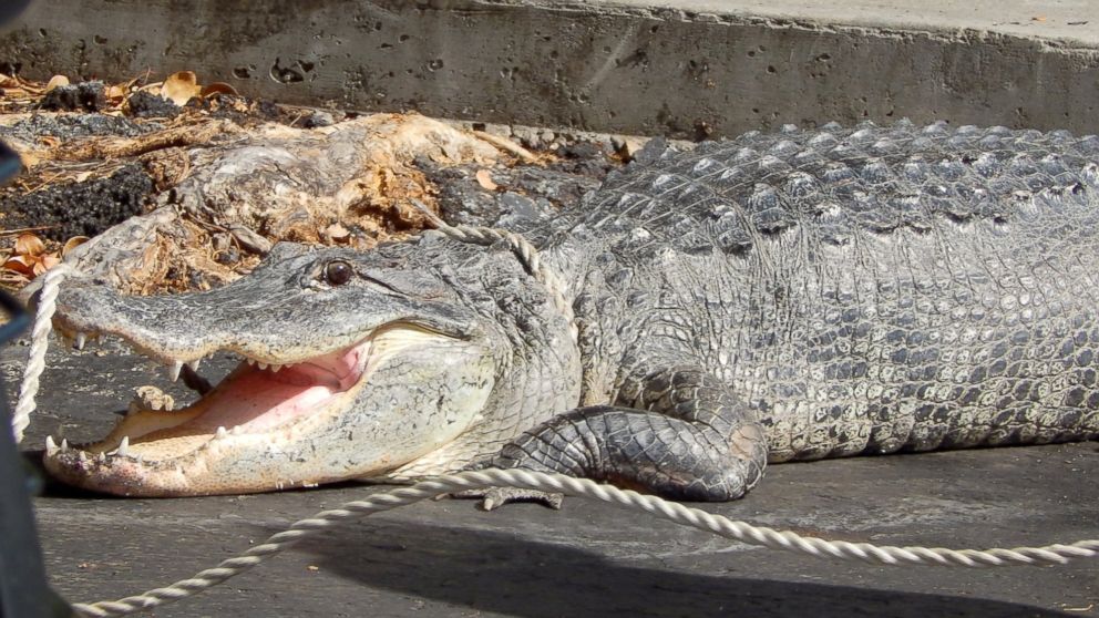 PHOTO: A Miami man said he and his dog had a close call with an eight-foot alligator after it found its way to the front door of his apartment, June 3, 2015, in Miami.