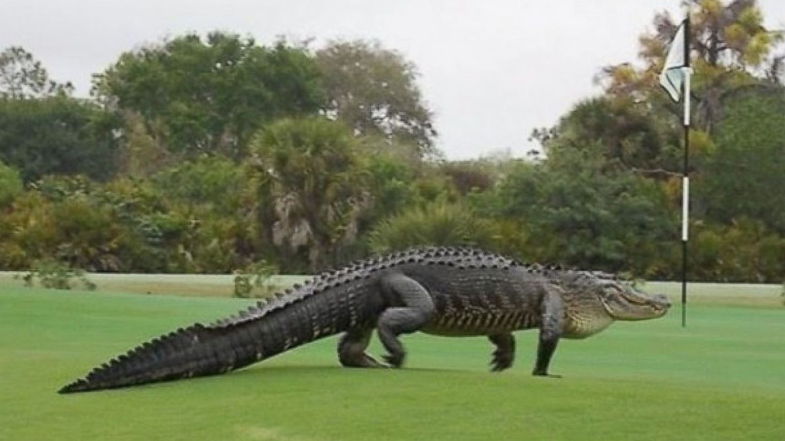HT_alligator_golf_course_2_jtm_150311_16x9_1600.jpg