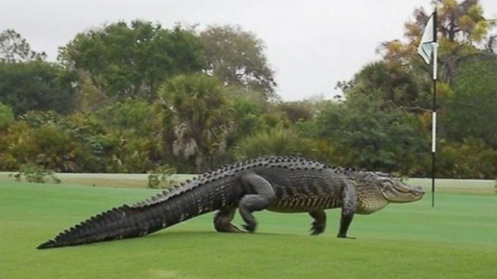 Massive Alligator Spotted Again on Florida Golf Course - ABC News