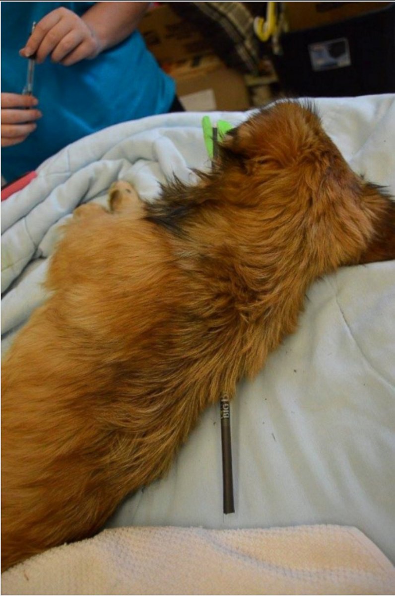 PHOTO: A puppy in North Carolina was rescued after being found with an arrow shot through her head. 
