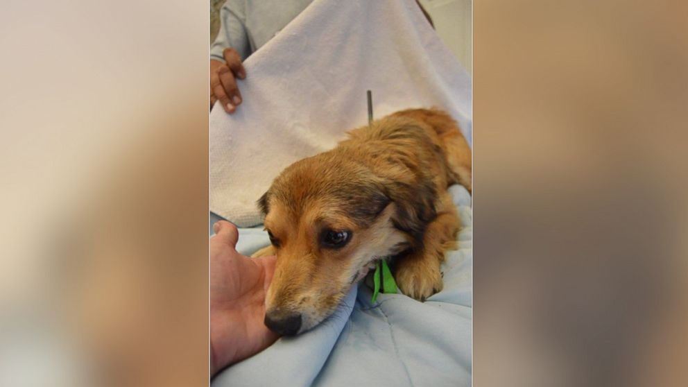 Puppy Rescued After Found With Arrow Lodged in Neck - ABC News