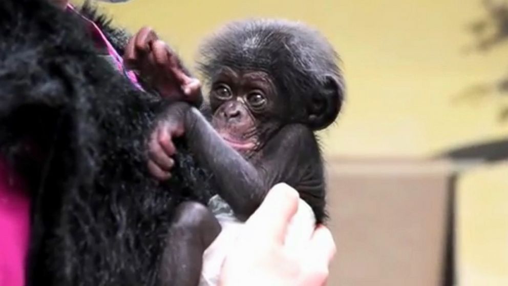PHOTO: Baby chimpanzee Keeva, who was born at The Maryland Zoo in Baltimore in March of 2015, is pictured here.