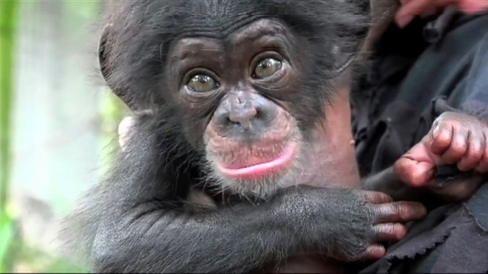 PHOTO: Baby chimpanzee Keeva, who was born at The Maryland Zoo in Baltimore in March of 2015, is pictured here.