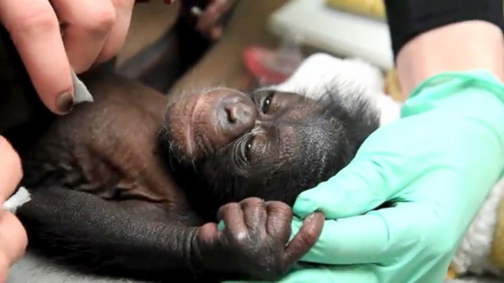 Baby Chimp Keeva Gets New Surrogate Mother After Biological Mom Couldn ...