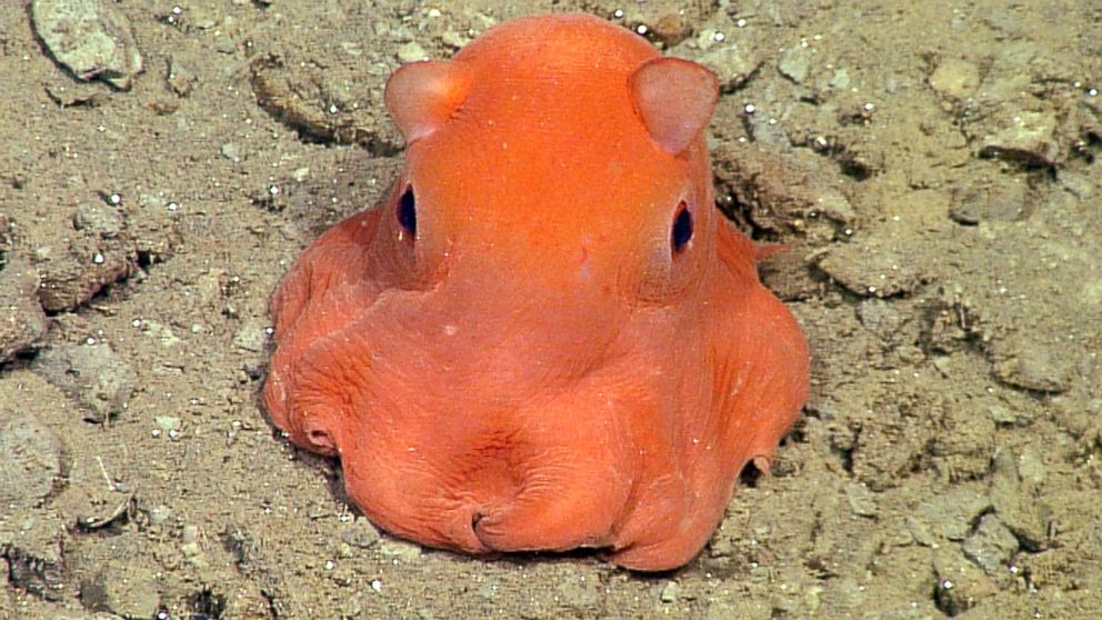 This flapjack octopus in the genus Opisthoteuthis was photographed 330 meters (about 1,080 feet) below the surface in Monterey Bay. 
