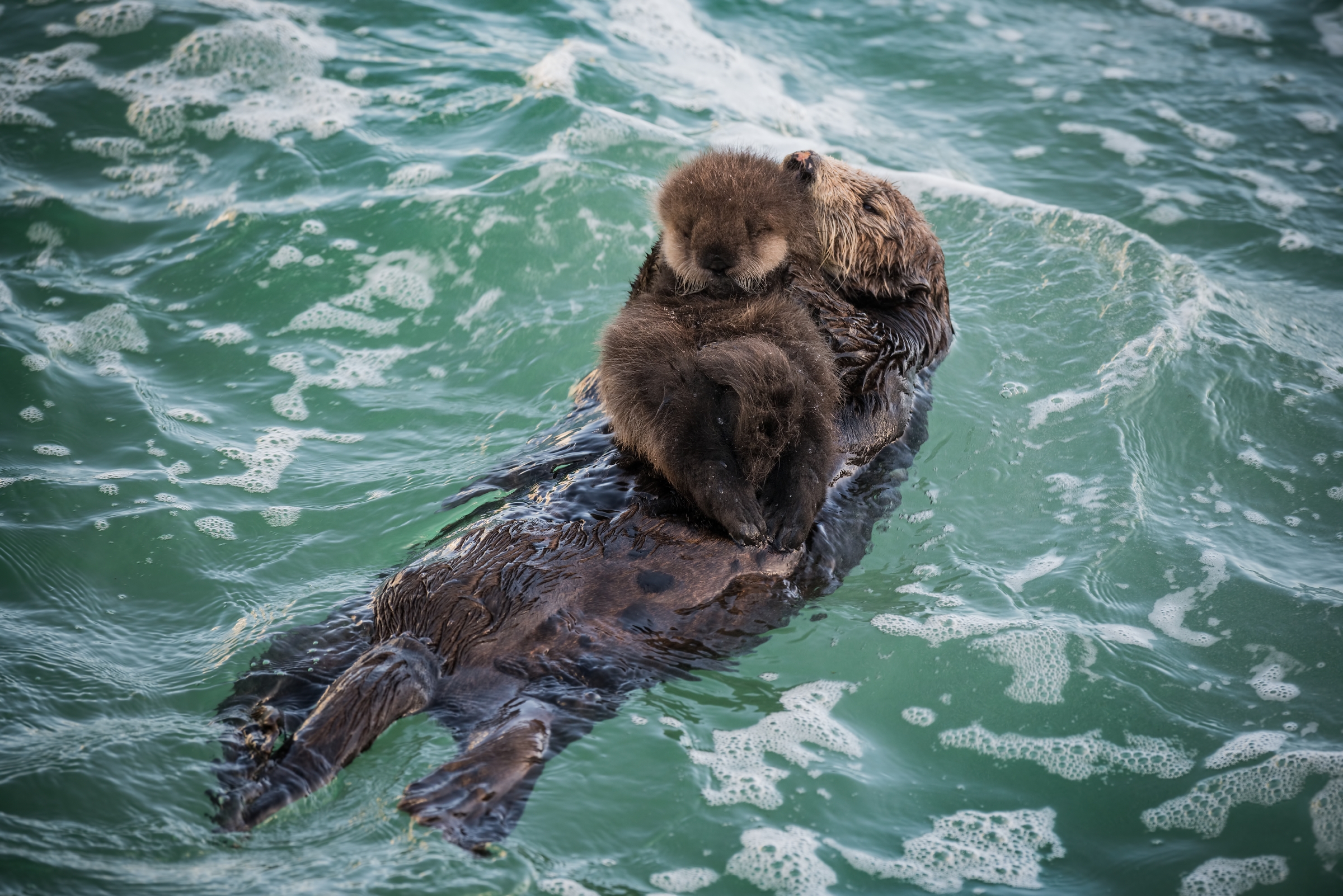 PHOTO:  A sea otter mother is pictured here with her newborn pup in the Great Tide Pool at the Monterey Bay Aquarium in Monterey, Calif.