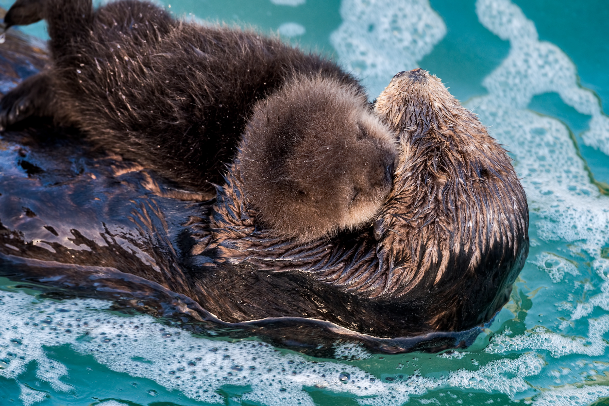 PHOTO:  A sea otter mother is pictured here with her newborn pup in the Great Tide Pool at the Monterey Bay Aquarium in Monterey, Calif.