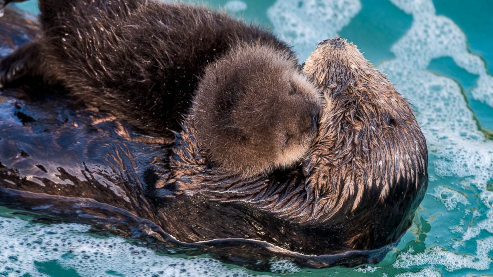 PHOTO:  A sea otter mother is pictured here with her newborn pup in the Great Tide Pool at the Monterey Bay Aquarium in Monterey, Calif.