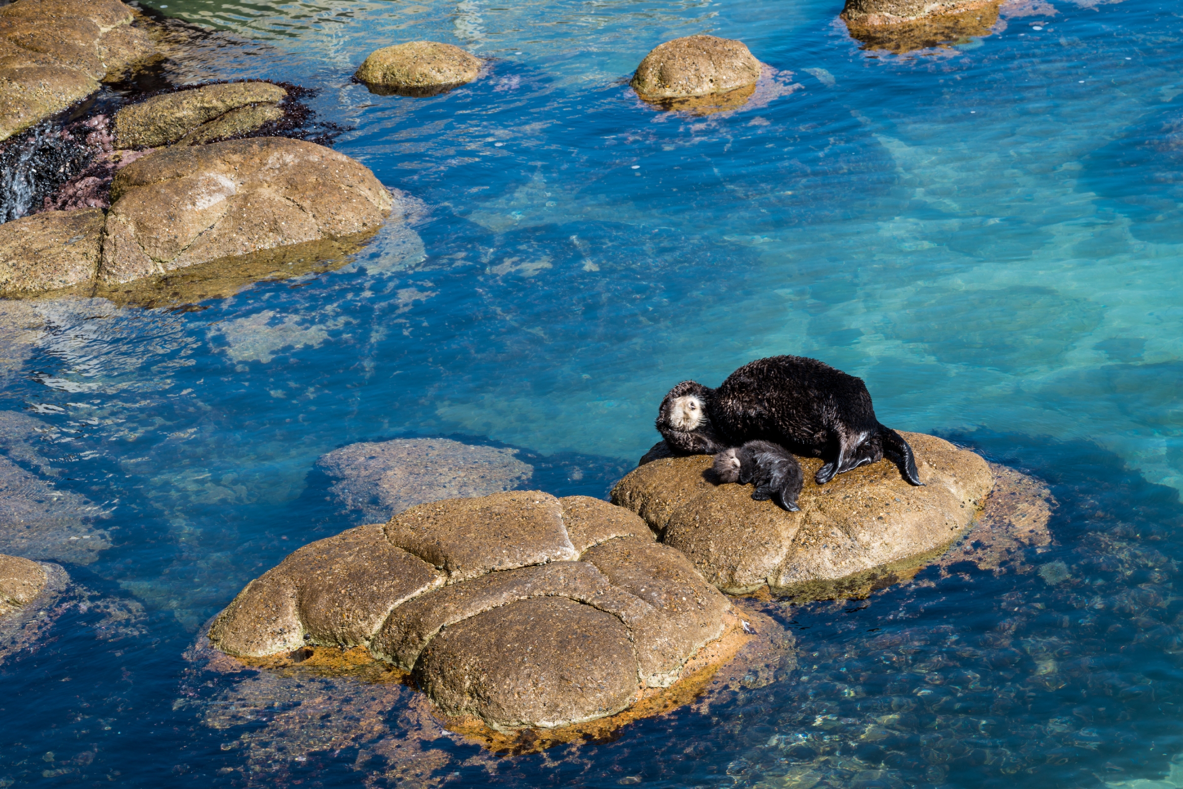 PHOTO:  A sea otter mother is pictured here with her newborn pup in the Great Tide Pool at the Monterey Bay Aquarium in Monterey, Calif.