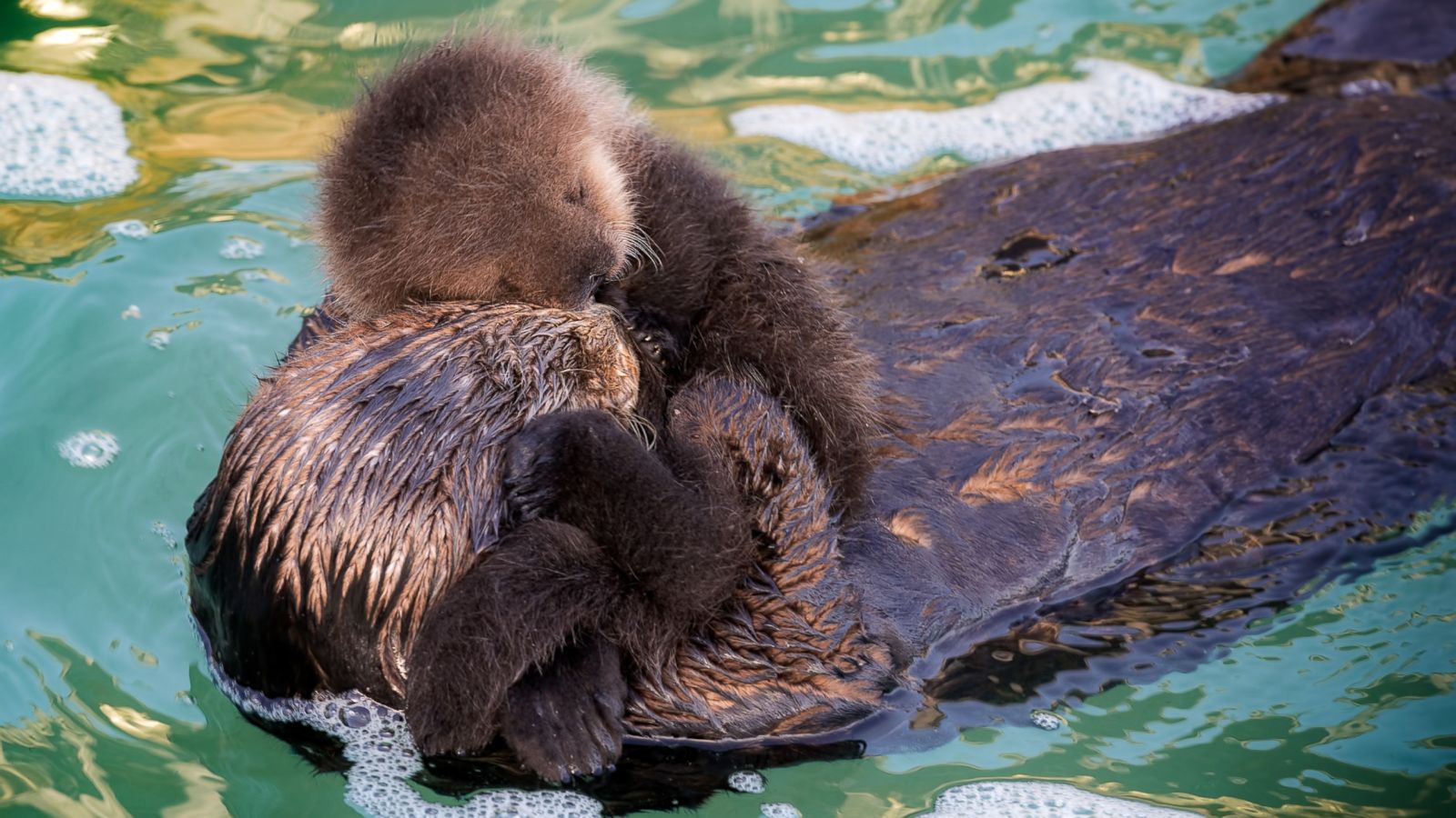 sea otter pup swimming