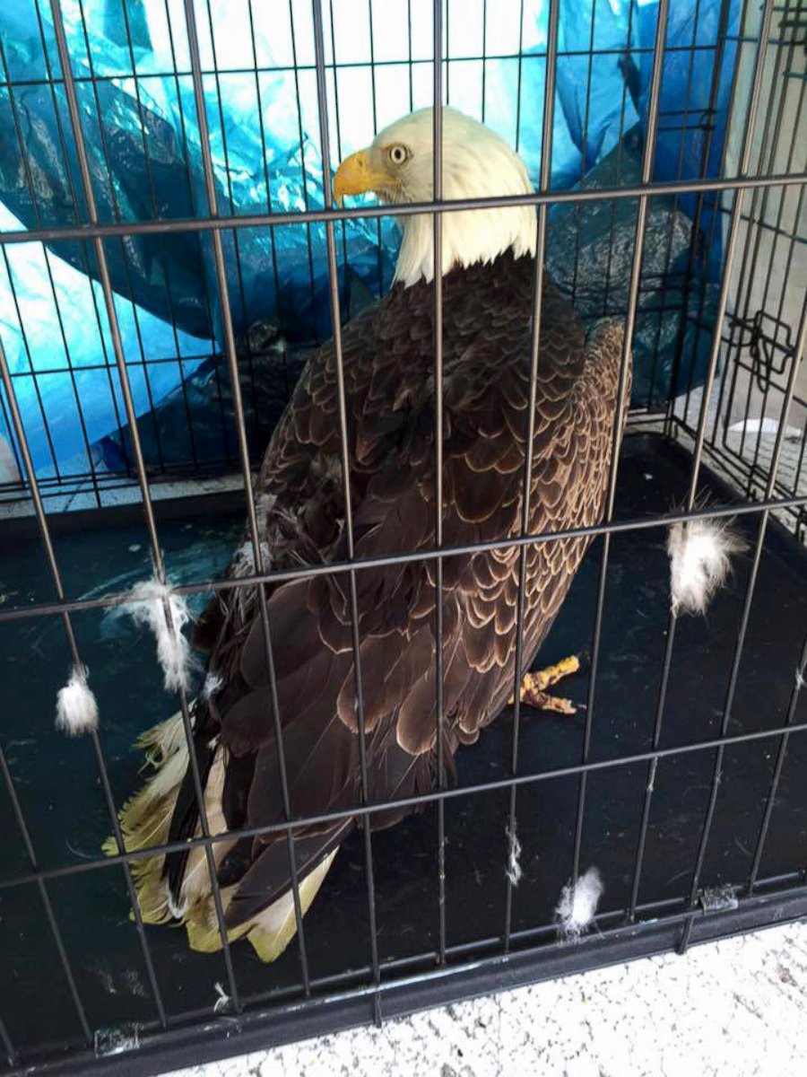 PHOTO: The Clay County Sheriff's Office in Florida rescued a bald eagle that got stuck in a car grille on Saturday.