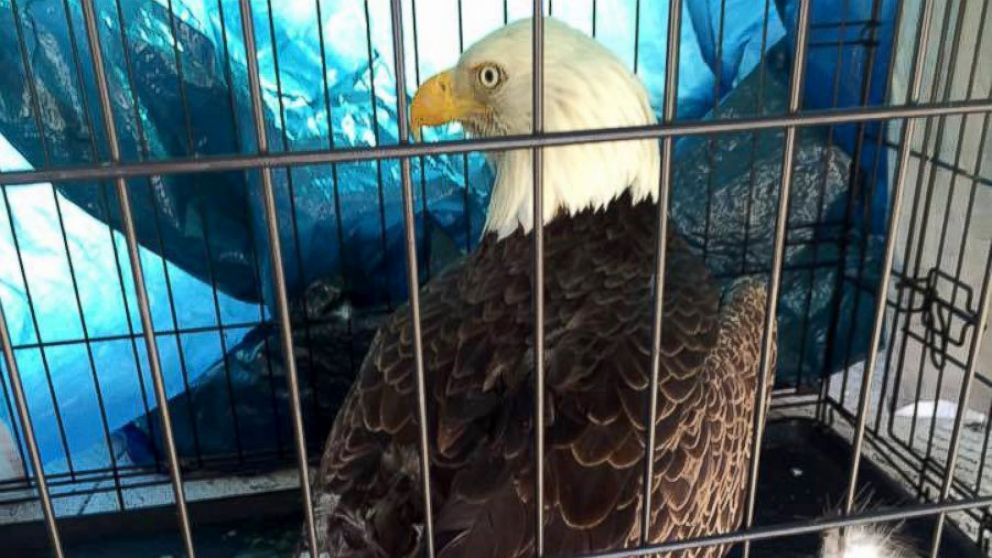 PHOTO: The Clay County Sheriff's Office in Florida rescued a bald eagle that got stuck in a car grille on Saturday.