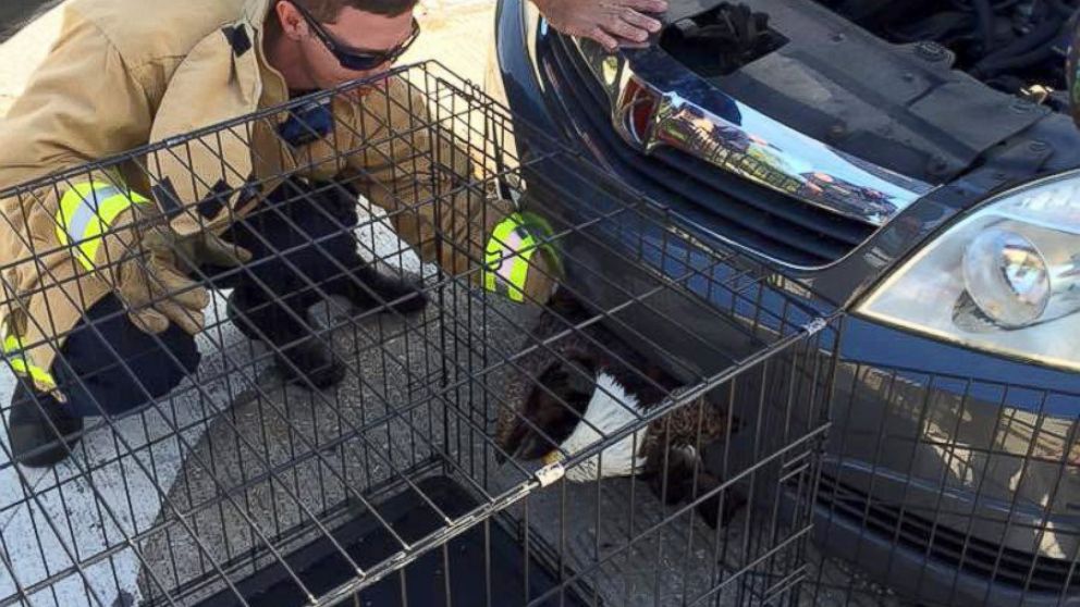 PHOTO: The Clay County Sheriff's Office in Florida rescued a bald eagle that got stuck in a car grille on Saturday.