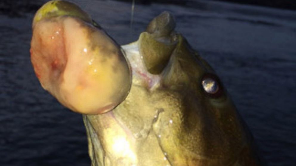 Smallmouth bass with confirmed malignant tumor. Caught by angler in Susquehanna River near Duncannon, Dauphin County, on Nov. 3, 2014.