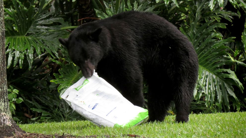 PHOTO: A black bear fell asleep on a lawn after eating dog food in Lake Mary, Florida, on July 18, 2015.