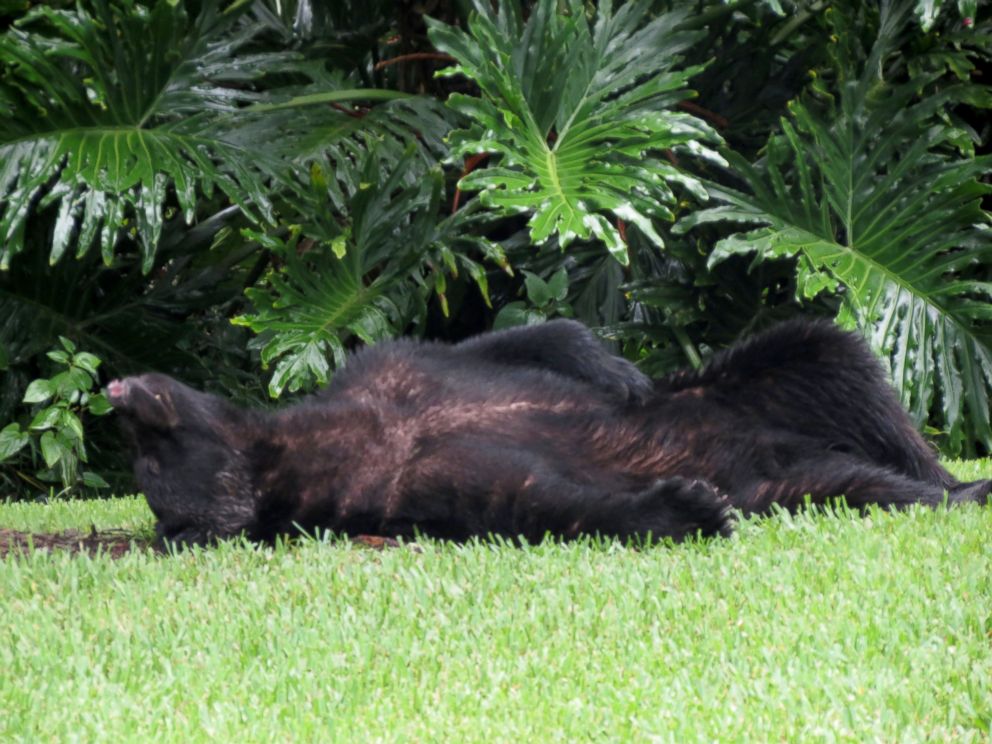 PHOTO: A black bear fell asleep on a lawn after eating dog food in Lake Mary, Florida, on July 18, 2015.