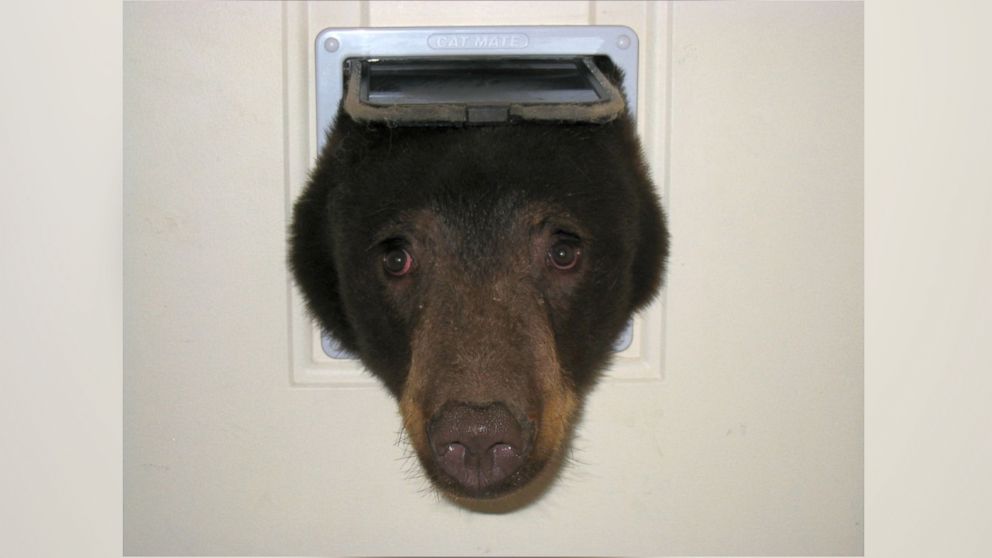 Doug Harder took these photos of a bear at his home in Idaho.