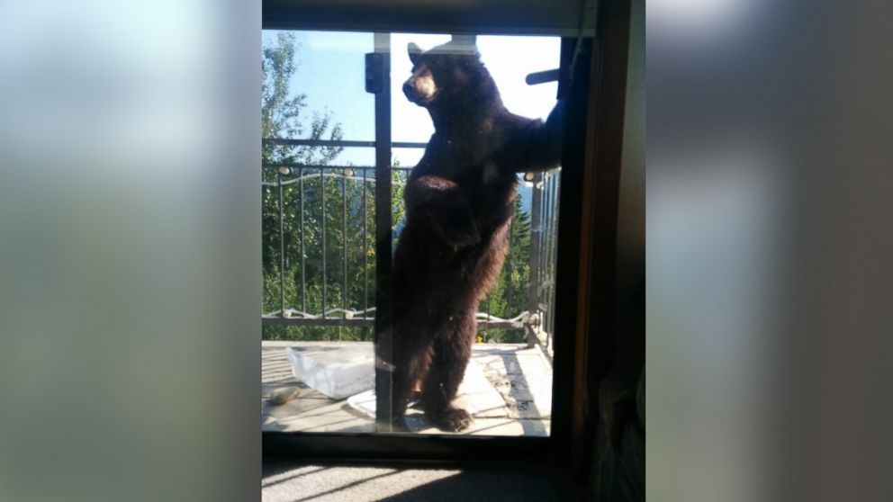PHOTO: Doug Harder took these photos of a bear at his home in Idaho.